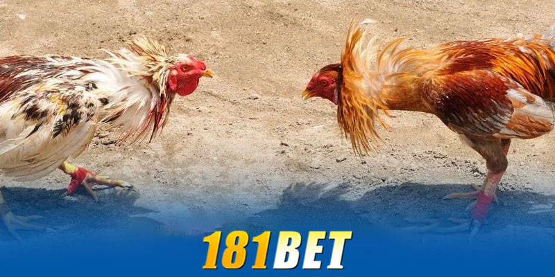 Đá gà 181bet | Nơi hội tụ của những cao thủ chọi gà hàng đầu